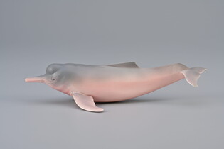 COLLECTA INIA AMAZOŃSKA 3