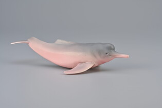 COLLECTA INIA AMAZOŃSKA 6