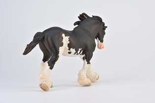 COLLECTA OGIER CLYDESDALE MAŚCI BLACK SABINO 7