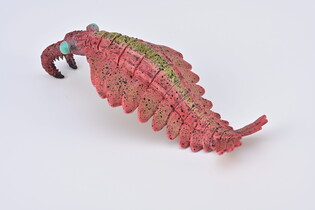 COLLECTA ANOMALOCARIS 4