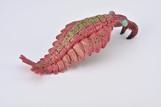 COLLECTA ANOMALOCARIS 5