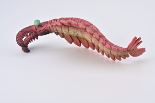 COLLECTA ANOMALOCARIS 6