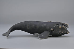 COLLECTA WALEŃ 5