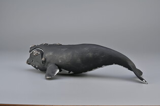COLLECTA WALEŃ 6