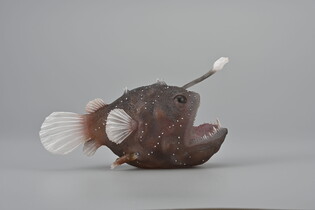 COLLECTA ŻABNICA 4