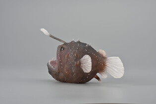COLLECTA ŻABNICA 5