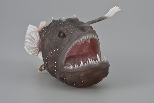 COLLECTA ŻABNICA 6
