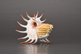 COLLECTA COOPEROCERAS
 4