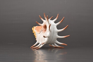 COLLECTA COOPEROCERAS
 5