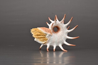 COLLECTA COOPEROCERAS
 6