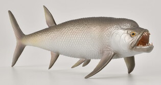 COLLECTA  WYMARŁA RYBA XIPHACTINUS 4