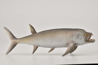 COLLECTA  WYMARŁA RYBA XIPHACTINUS 5