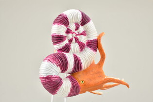 COLLECTA  PRAVITOCERAS 3