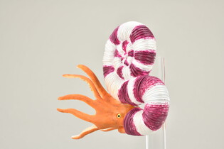 COLLECTA  PRAVITOCERAS 4