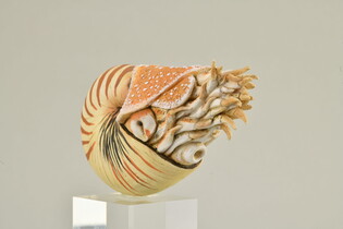 COLLECTA NAUTILUS POMPILIUS 3