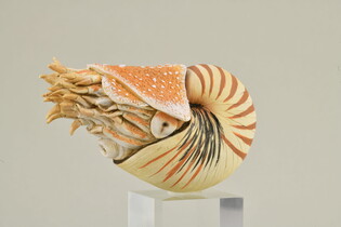 COLLECTA NAUTILUS POMPILIUS 4