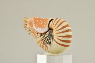 COLLECTA NAUTILUS POMPILIUS 5