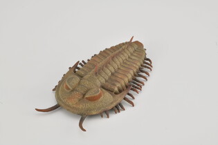 COLLECTA REDLICHIA REX TRYLOBIT 4