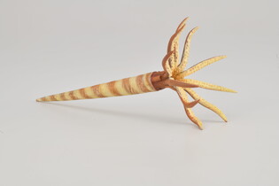 COLLECTA ORTHOCERAS 3
