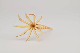 COLLECTA ORTHOCERAS 4