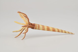 COLLECTA ORTHOCERAS 5