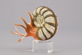 COLLECTA AMONIT 3