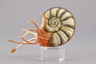 COLLECTA AMONIT 4