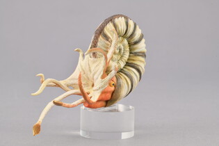 COLLECTA AMONIT 5