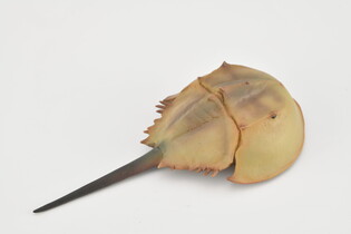 COLLECTA SKRZYPŁOCZ 3