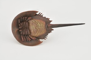 COLLECTA SKRZYPŁOCZ 4