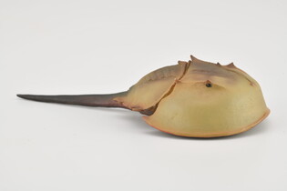 COLLECTA SKRZYPŁOCZ 5