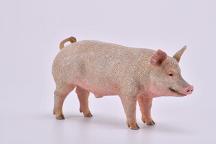 COLLECTA KNUR 4