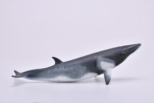 COLLECTA PŁETWAL KARŁOWATY 3