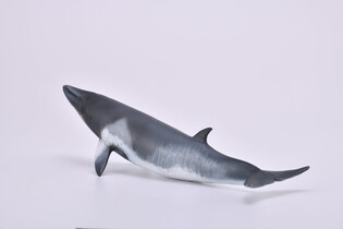 COLLECTA PŁETWAL KARŁOWATY 6