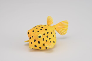 COLLECTA KOSTERA GRUZEŁKOWATA 3