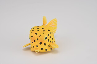 COLLECTA KOSTERA GRUZEŁKOWATA 4