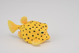 COLLECTA KOSTERA GRUZEŁKOWATA 5