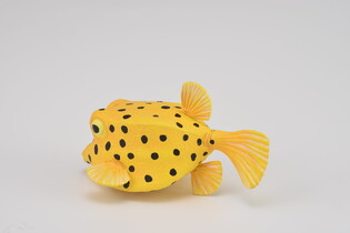 COLLECTA KOSTERA GRUZEŁKOWATA 6