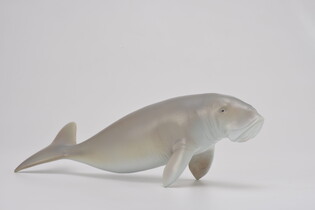 COLLECTA DIUGOŃ PRZYBRZEŻNY 5