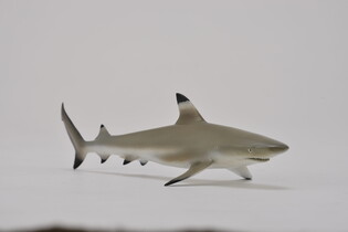 COLLECTA ŻARŁACZ RAFOWY CZARNOPŁETWY 4