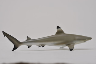 COLLECTA ŻARŁACZ RAFOWY CZARNOPŁETWY 5