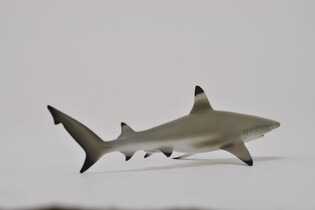COLLECTA ŻARŁACZ RAFOWY CZARNOPŁETWY 6