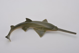 COLLECTA REKIN PIŁA 6