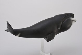 COLLECTA WIELORYB GRANLANDZKI 3