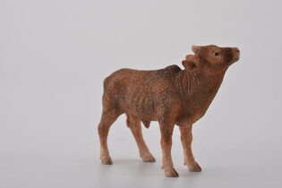 COLLECTA CIELĘ ANKOLE-WATUSI 3