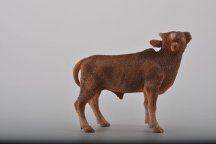 COLLECTA CIELĘ ANKOLE-WATUSI 4