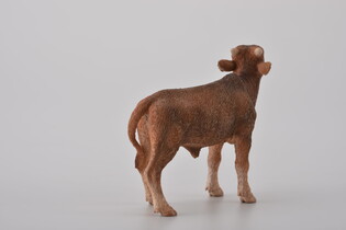 COLLECTA CIELĘ ANKOLE-WATUSI 5