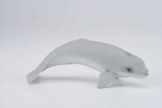COLLECTA MŁODY WIELORYB BELUGA 6