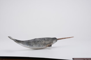 COLLECTA NARWAL 5