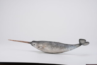 COLLECTA NARWAL 6